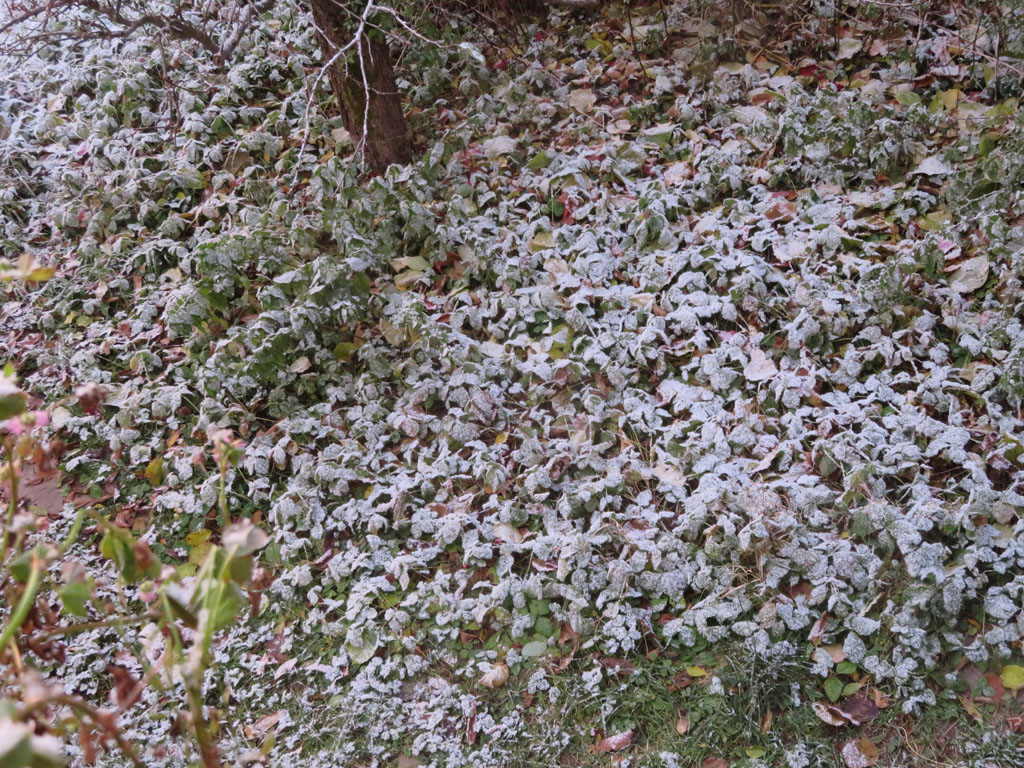 Heute kam der erste Schnee