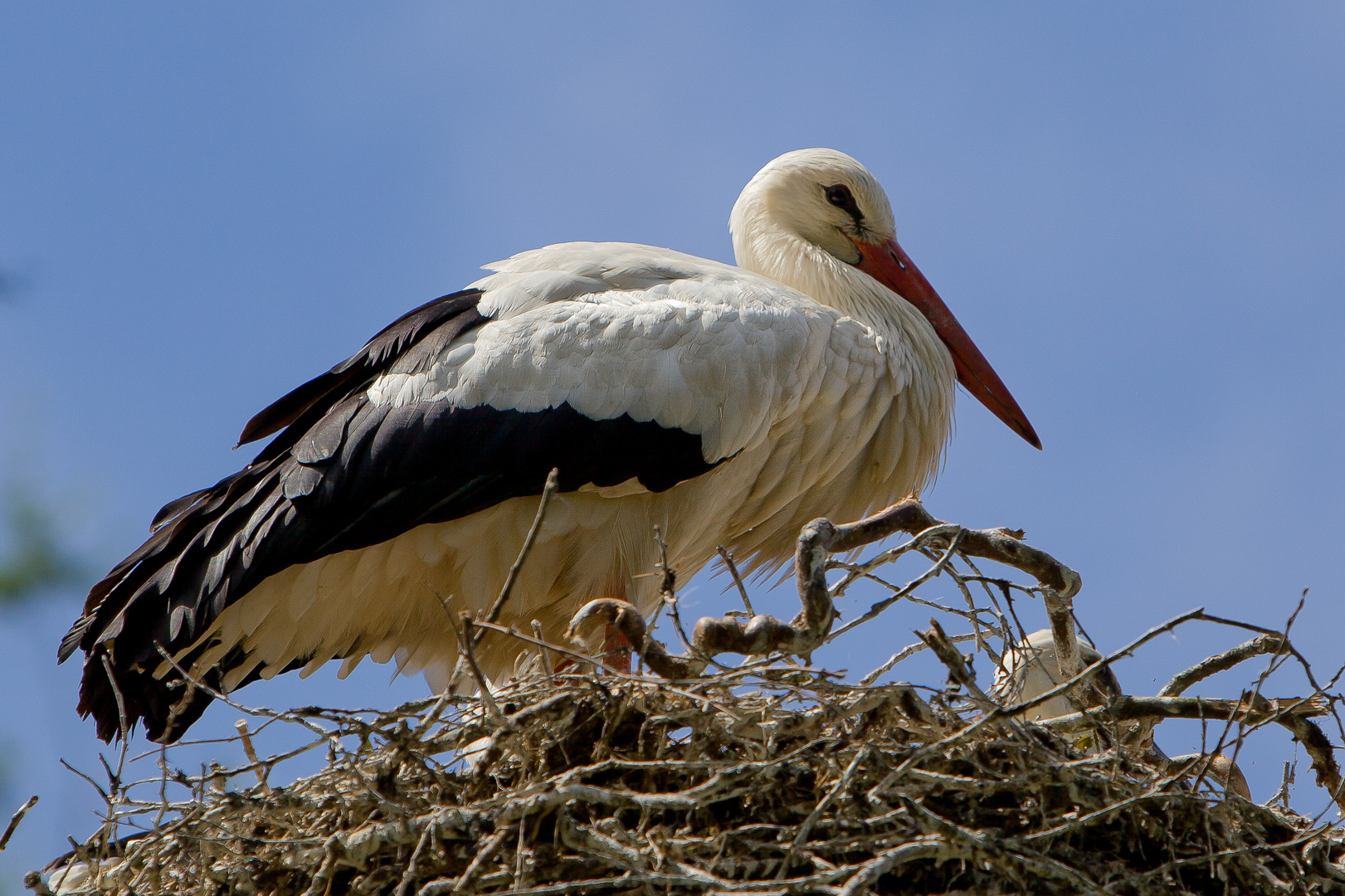 Heute kein Bock auf Baby´s-DurchdieGegend-Fliegen......