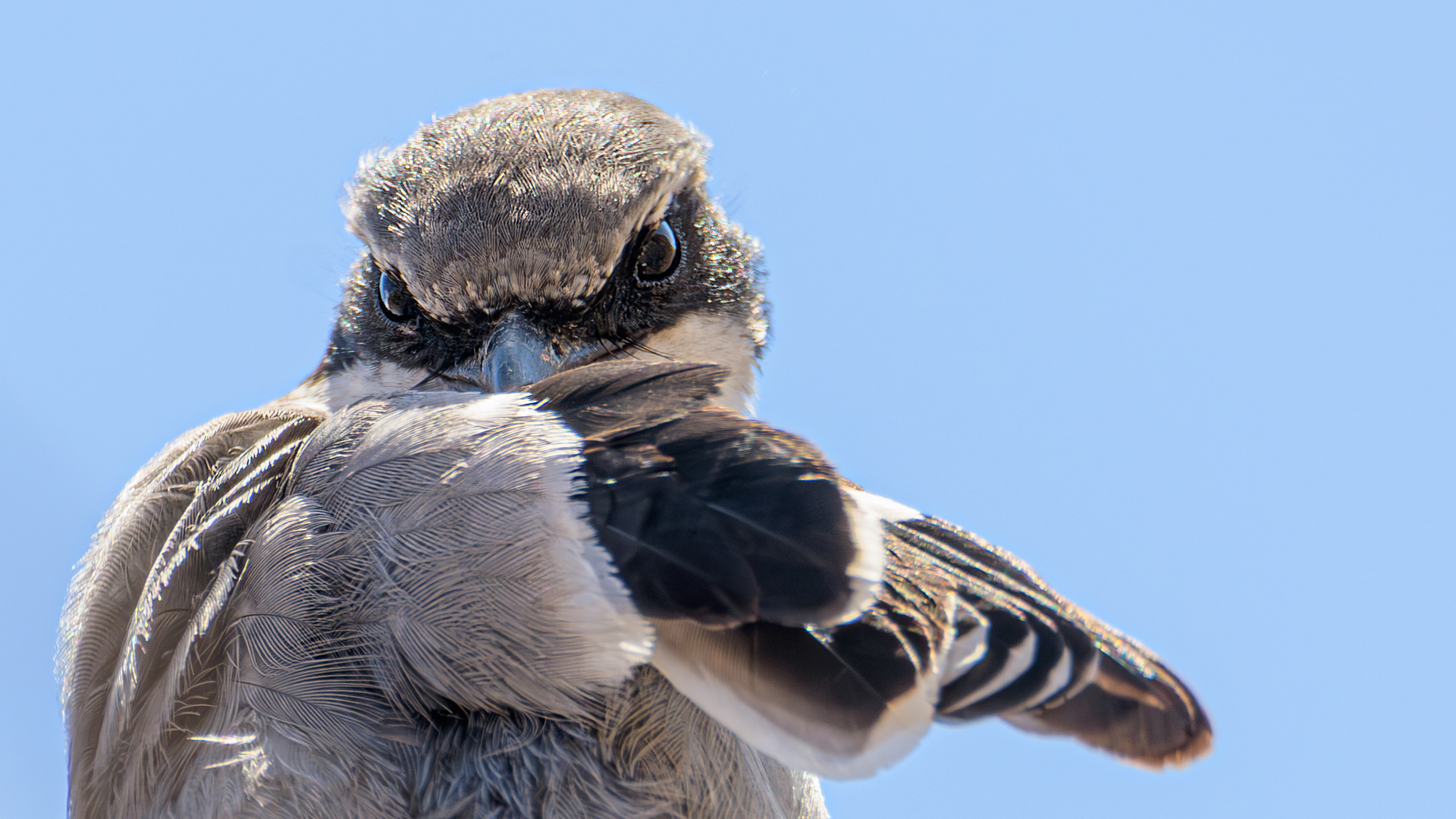 "Heute kein Foto!!!"