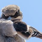 "Heute kein Foto!!!"
