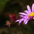 heute keine Lust auf Blüte?