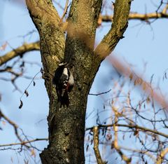 Heute konnte ich endlich einmal einen Vogel erwischen