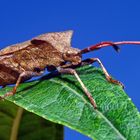 Heute lief uns ein " Käfer " über den Weg; es ist eine Wanze