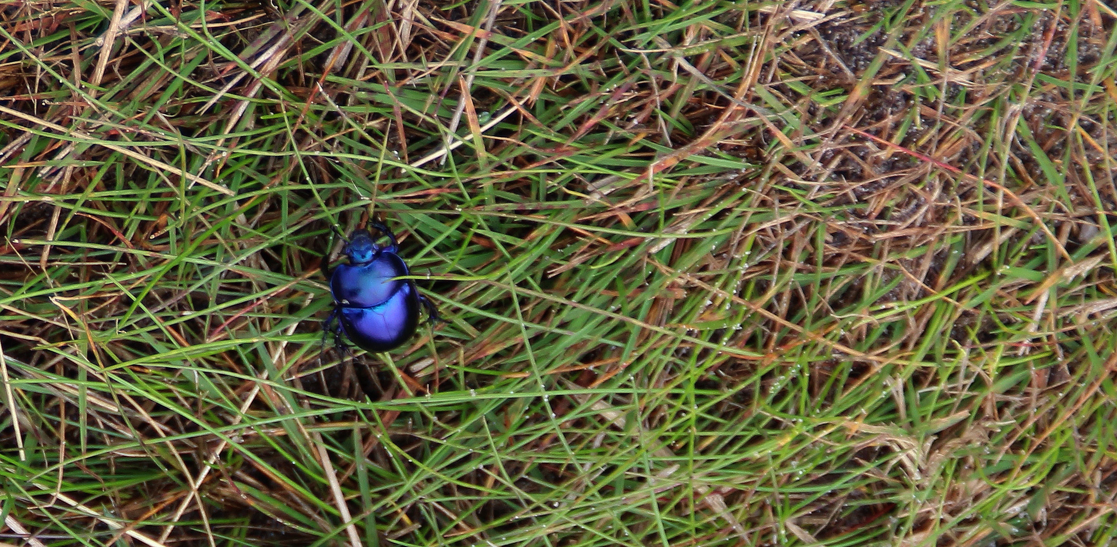 Heute mach ich blau...