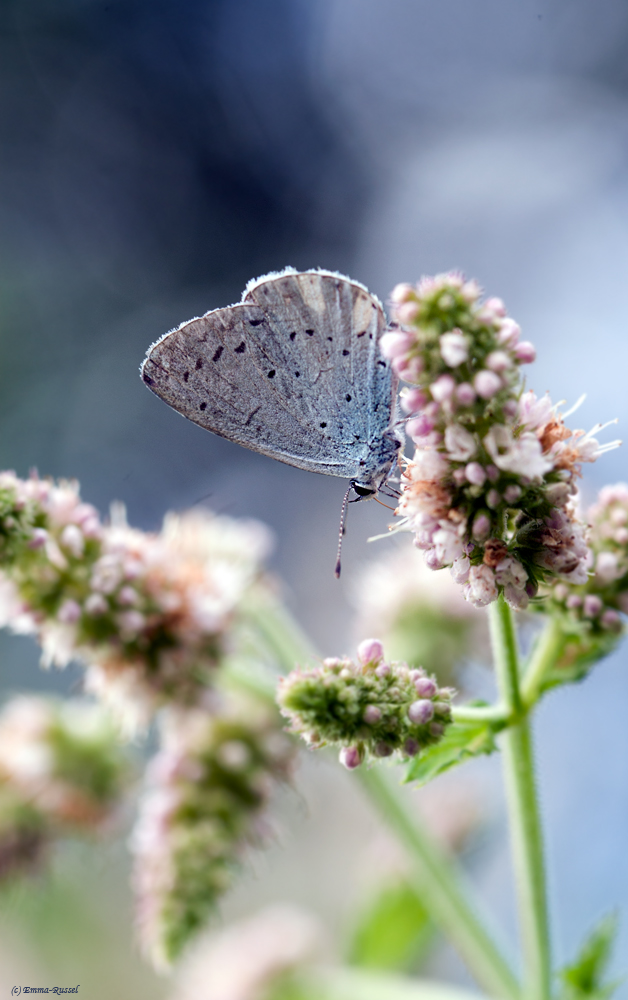 *.....heute machen wir blau....*