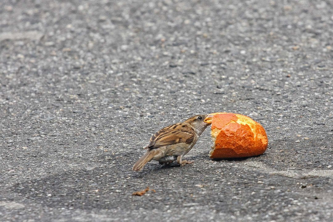 Heute mal die grosse Portion