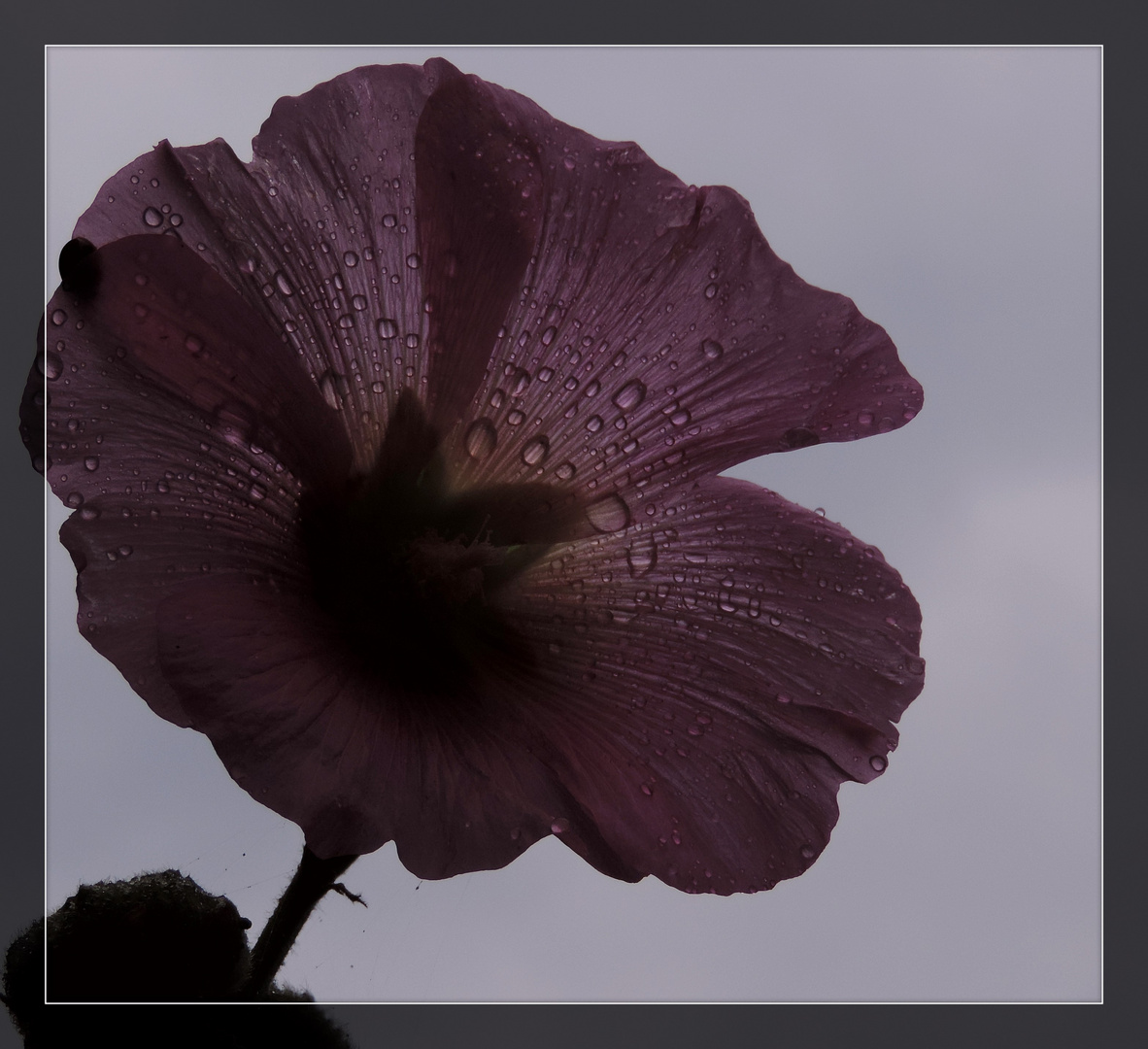 #...Heute mal ein Blümchen......#