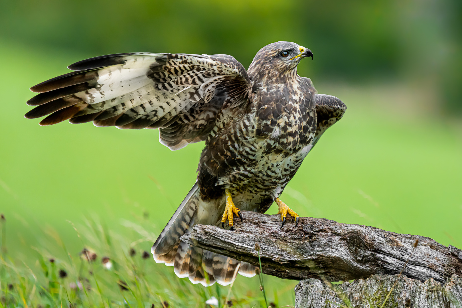 heute mal ein Greifvogel. Ein Mäusebussard um genau zu sein :)