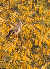 Heute mal ein Herbstbild ...