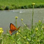 Heute mal ein Schmetterling...