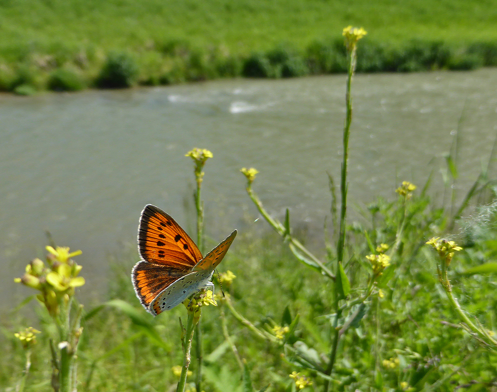 Heute mal ein Schmetterling...