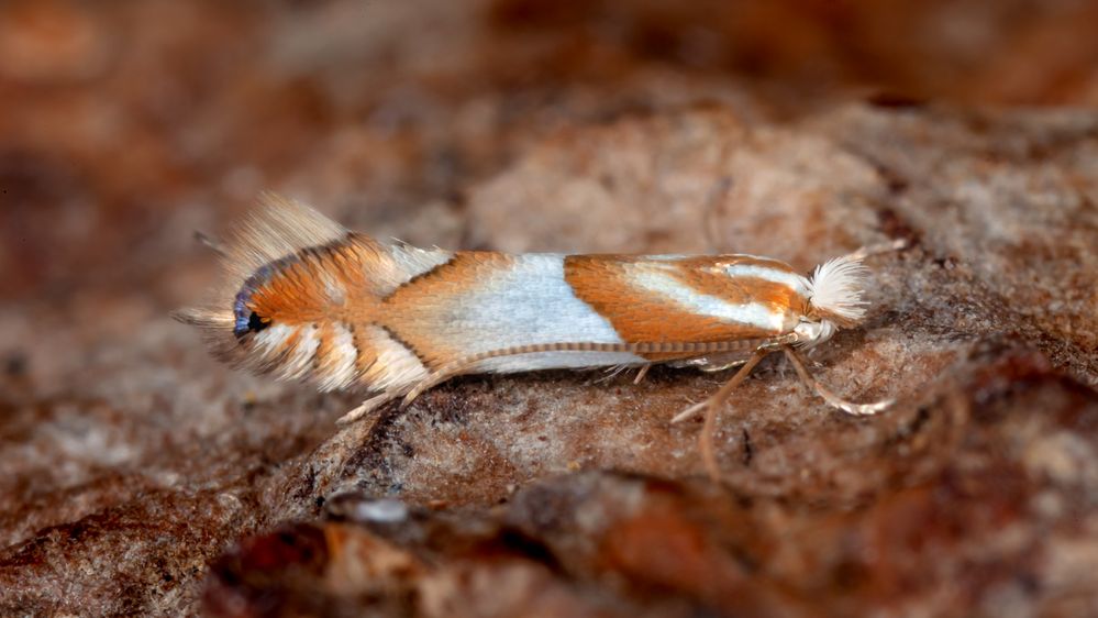 Heute mal eine Art von Eiche - Phyllonorycter roboris