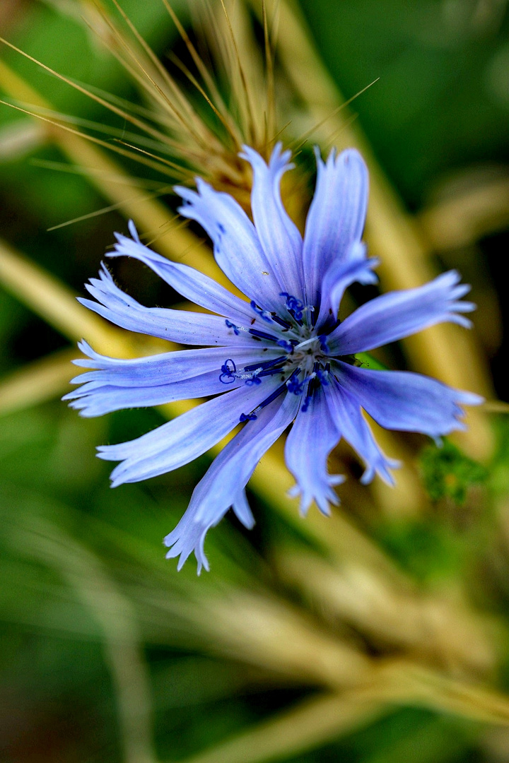 Heute mal eine Kornblume.. 