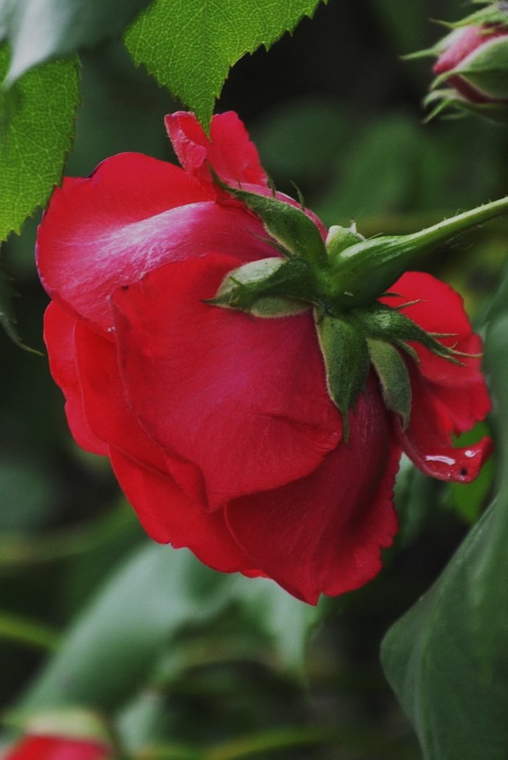 Heute mal eine Rose zum Donnerstagabend