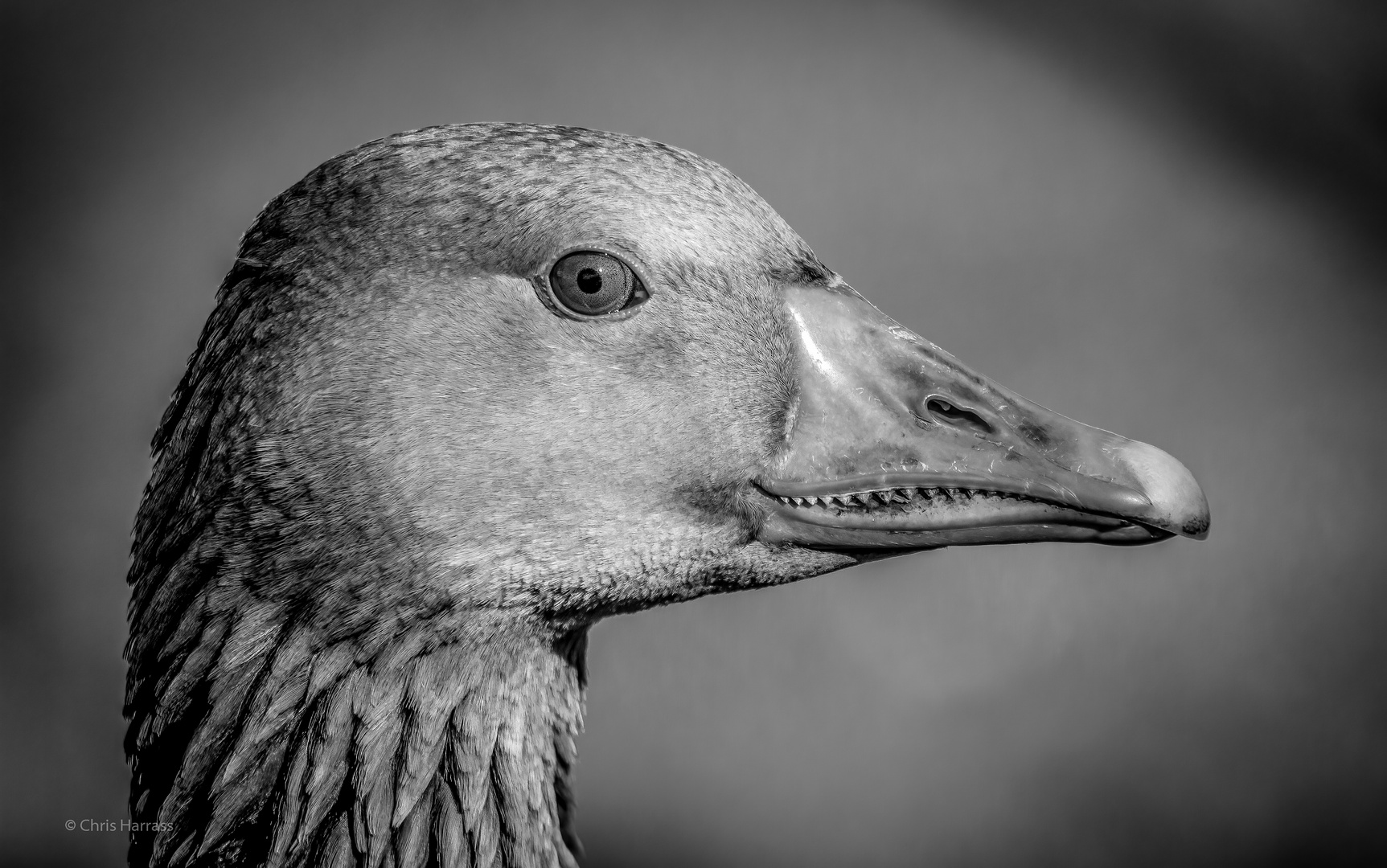 Heute mal GanS ohne Bunt!  