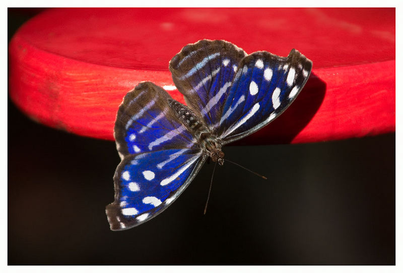 heute mal in leuchtend blau