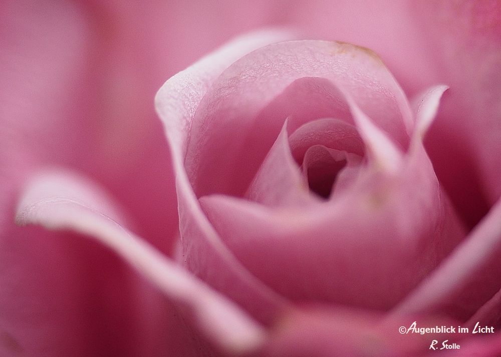 Heute mal in rosa