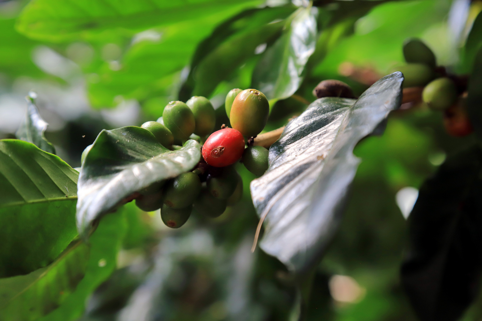 Heute mal Kaffeekirschen aus Laos statt Blümchen :-)