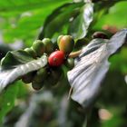 Heute mal Kaffeekirschen aus Laos statt Blümchen :-)