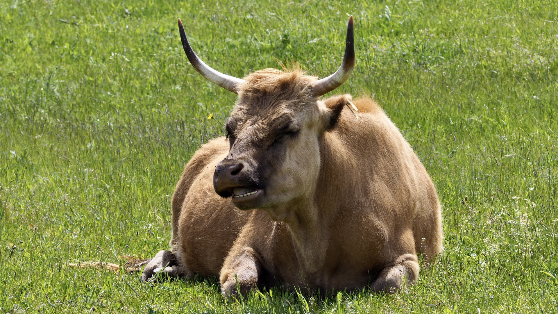 Heute mal kein Kälbchen...