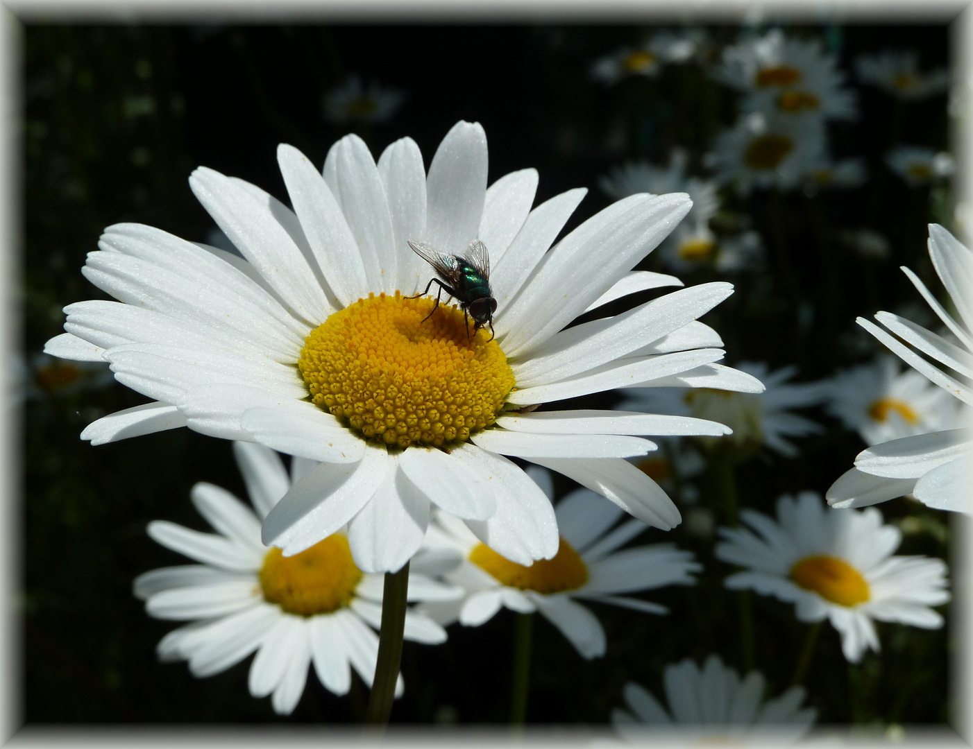 heute mal mit Fliege