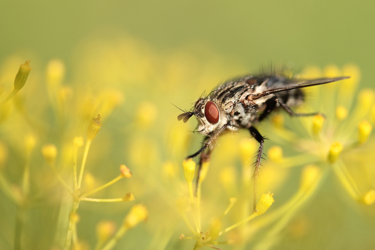 Heute mal mit Fliege ;-)