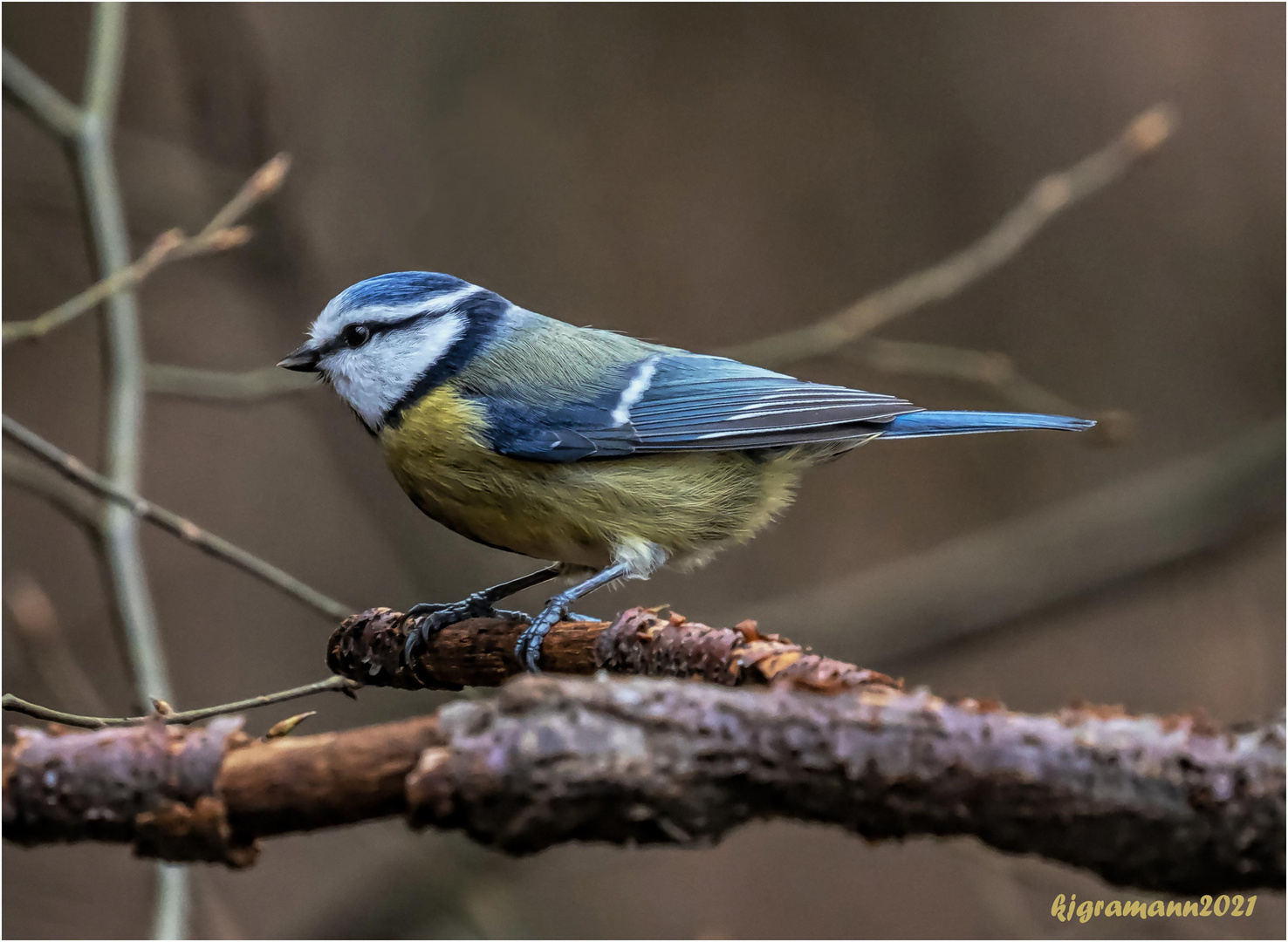 heute mal ne - blaumeise (cyanistes caeruleus) ....