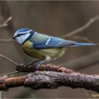 heute mal ne - blaumeise (cyanistes caeruleus) ....