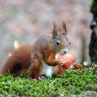 Heute mal Obst