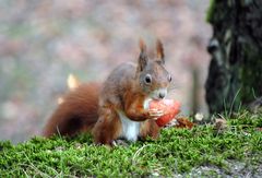 Heute mal Obst