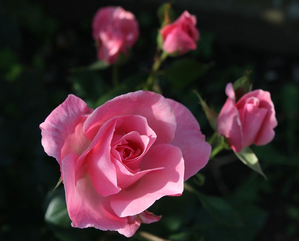 heute mal wie versoprochen Samsatagsrosen