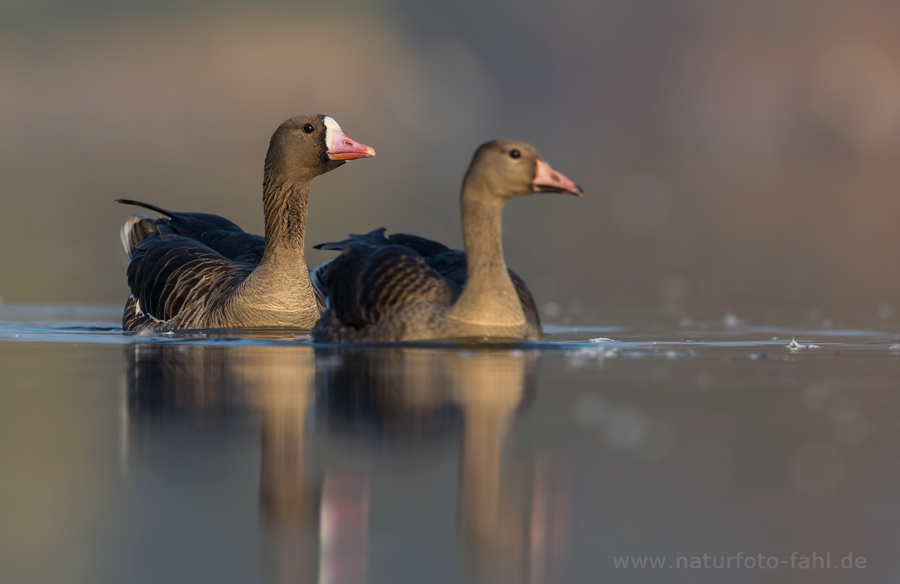 Heute mal wieder was aus meinem Gänseversteck; eine adulte (links) und eine diesjährige Blässgans