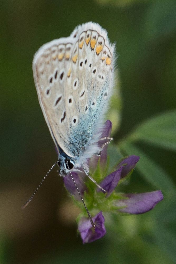 Heute mal wieder was blaues.