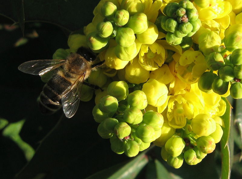 Heute mein erstes Bienchen...