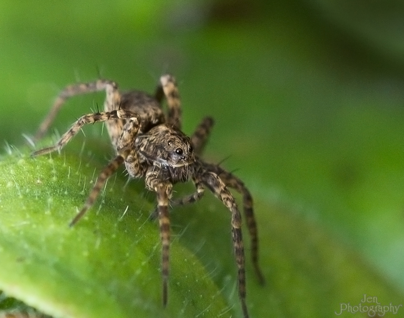 heute mein Makro getestet und gleich die erste Spinne erwischt :)