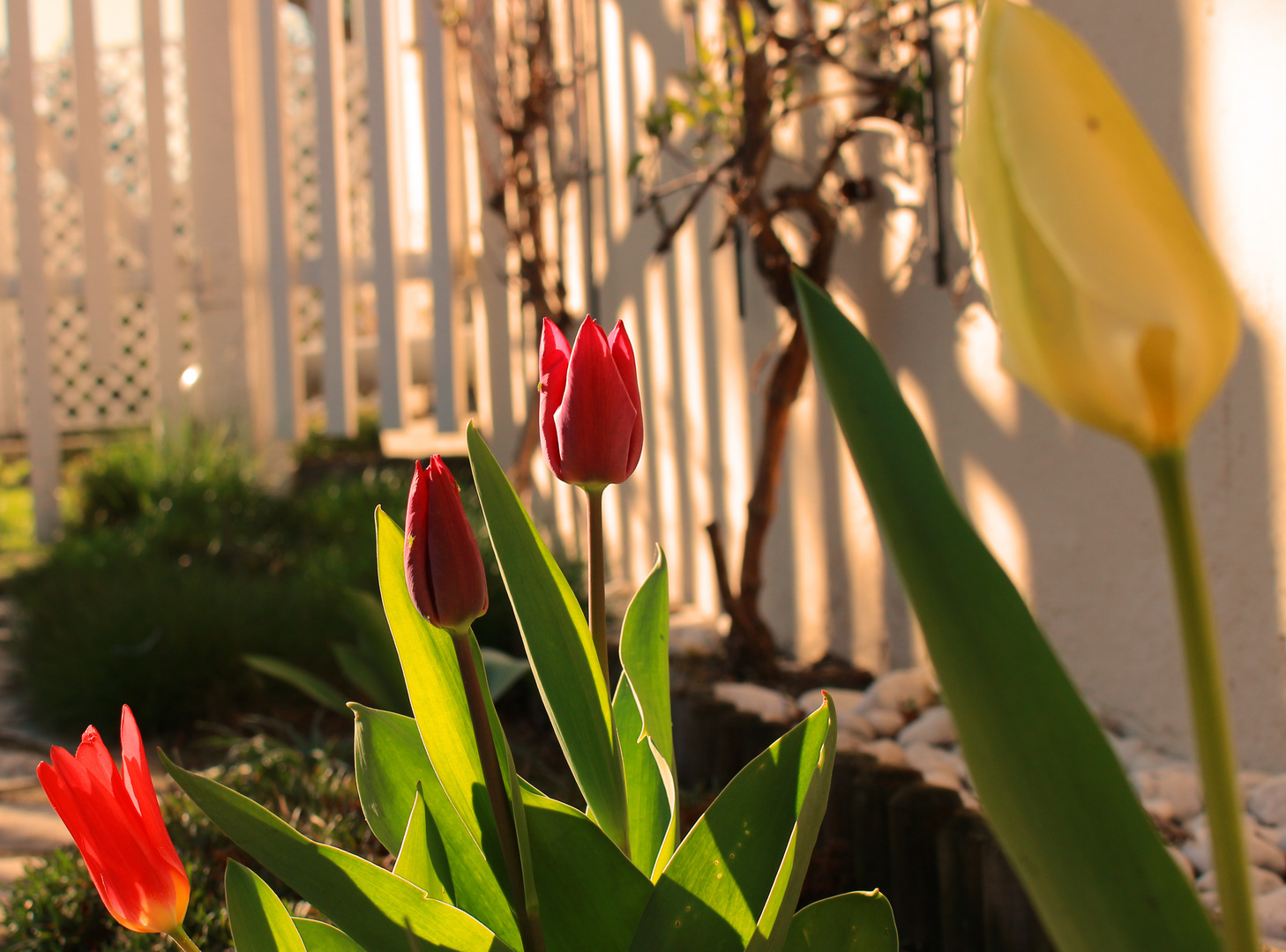 Heute meine Mittwochsblumen 