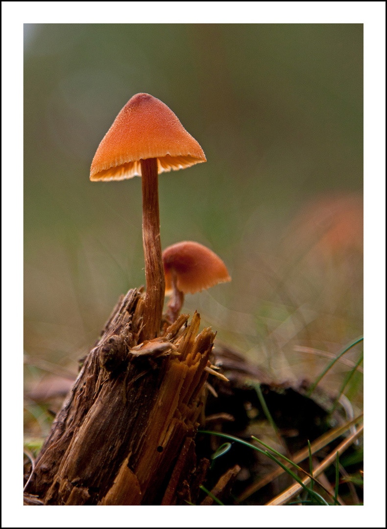 heute mit meiner neuen 5d II unterwegs im Wald