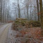 Heute mit Wicky-Emily im Wald (hoy paseando con Wicky-Emily)