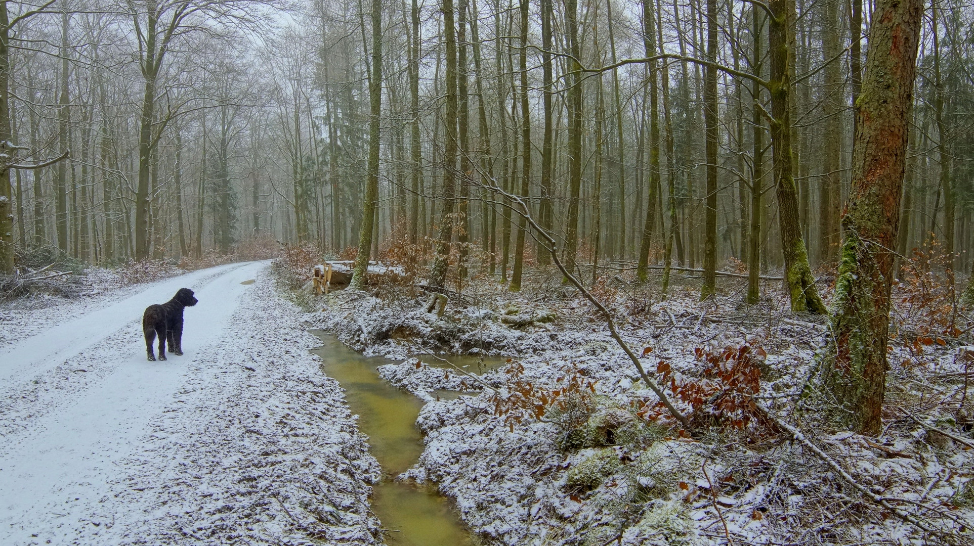 Heute mit Wicky-Emily im Wald III (hoy con Wicky-Emily en el bosque III)