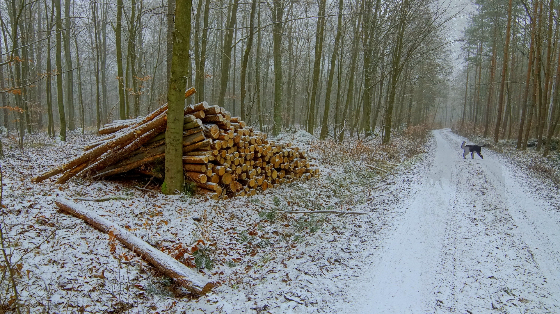 Heute mit Wicky-Emily im Wald IV (hoy con Wicky-Emily en el bosque IV)