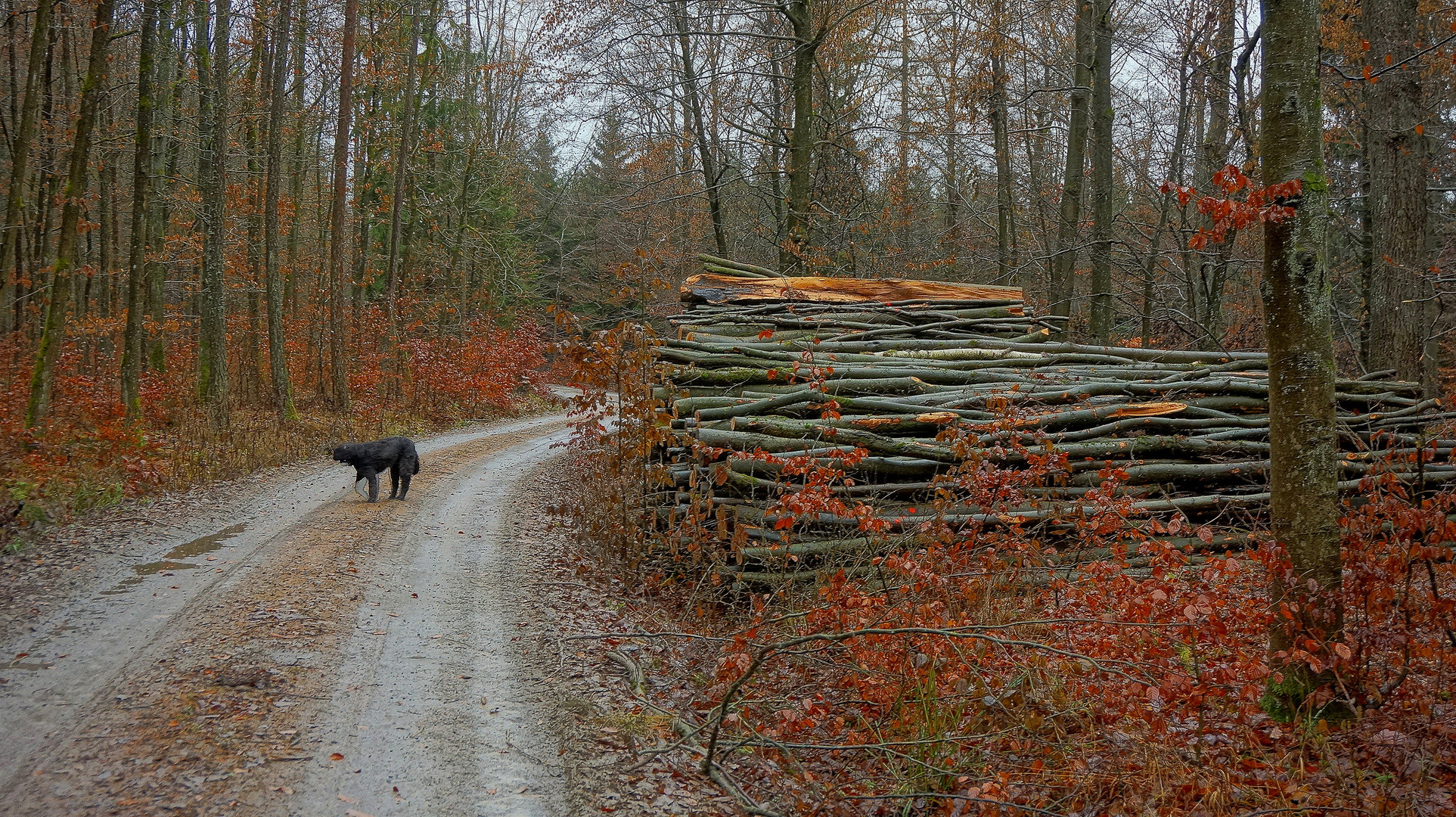 Heute mit Wicky-Emiy im Wald (hoy en el bosque con Wicky-Emily)