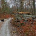 Heute mit Wicky-Emiy im Wald (hoy en el bosque con Wicky-Emily)