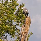 Heute Mittag am Kormoranbaum im NSG Am Tibaum in der Lippeaue bei Werne-Stockum. ...