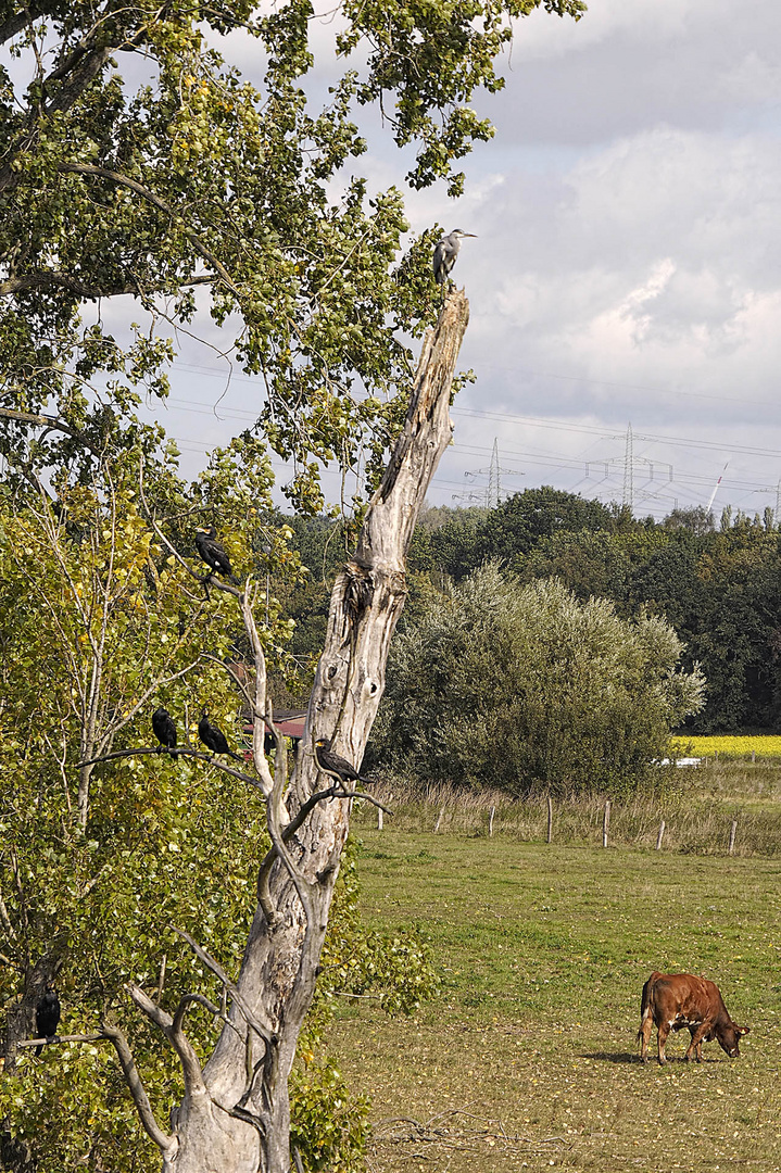 Heute Mittag am Kormoranbaum im NSG Am Tibaum in der Lippeaue bei Werne-Stockum. ...