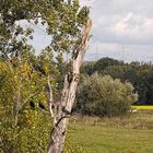 Heute Mittag am Kormoranbaum im NSG Am Tibaum in der Lippeaue bei Werne-Stockum. ...