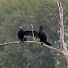 Heute Mittag am Kormoranbaum im NSG Am Tibaum in der Lippeaue bei Werne-Stockum. ...