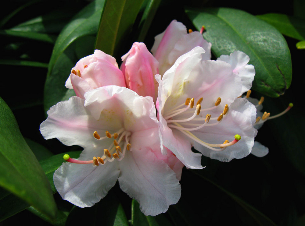 Heute mittag Fotografiert - Schon aufgeblühter Rhododendronblüten