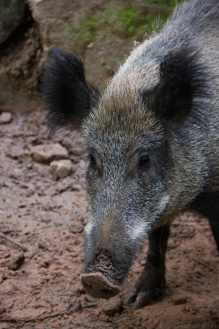 Heute mittag gab´s Wildschwein