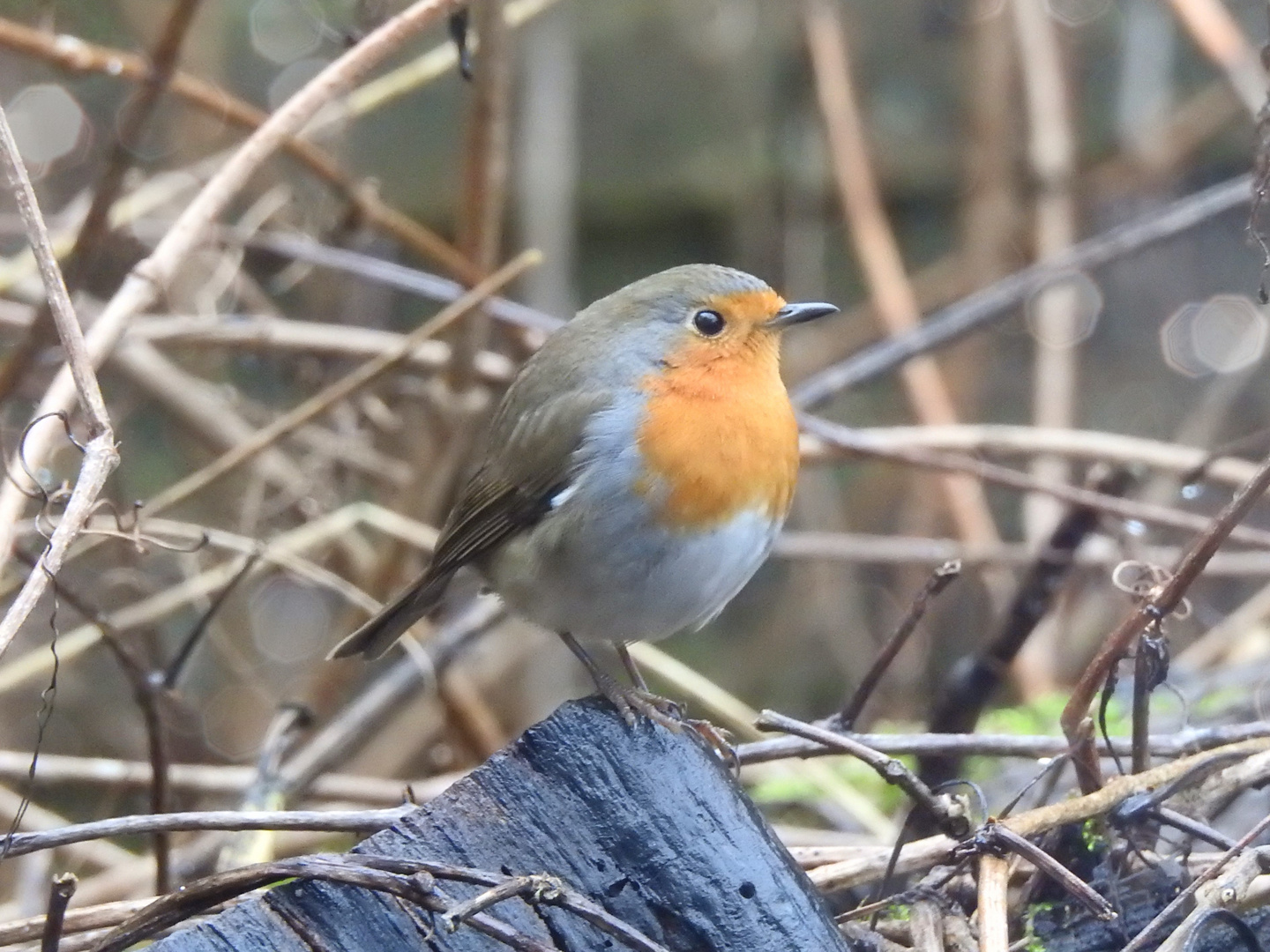 Heute Mittag im Garten