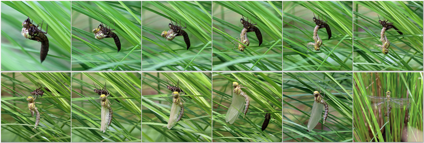 Heute mittag im Garten